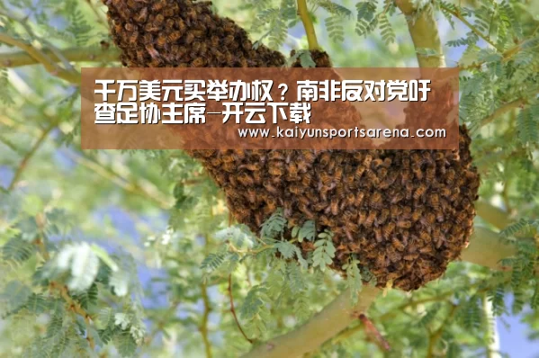 开云篮球