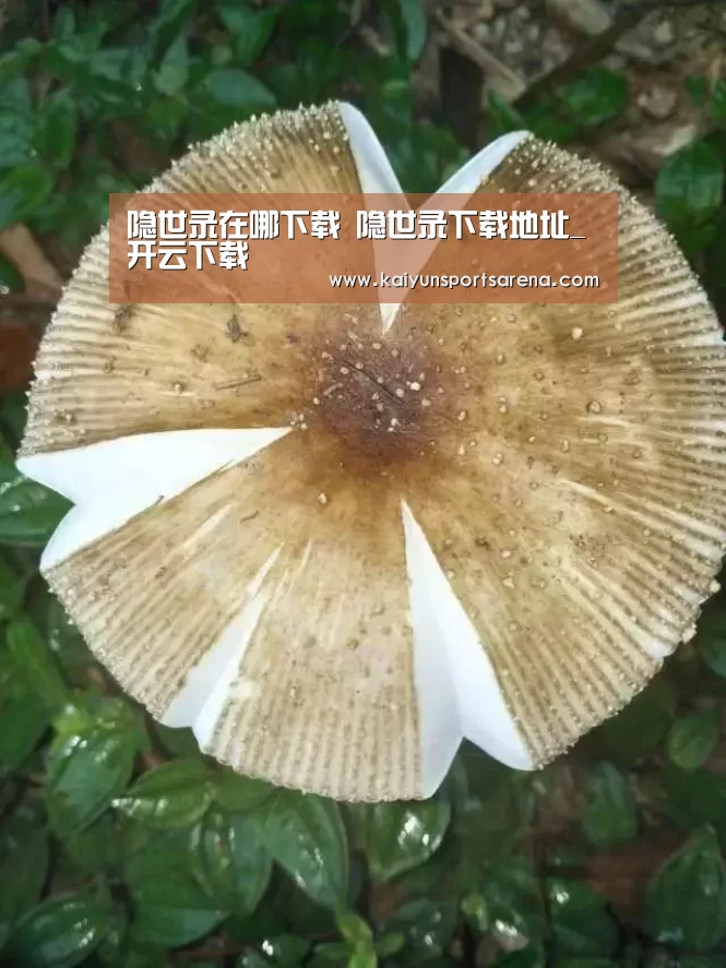 开云竞猜