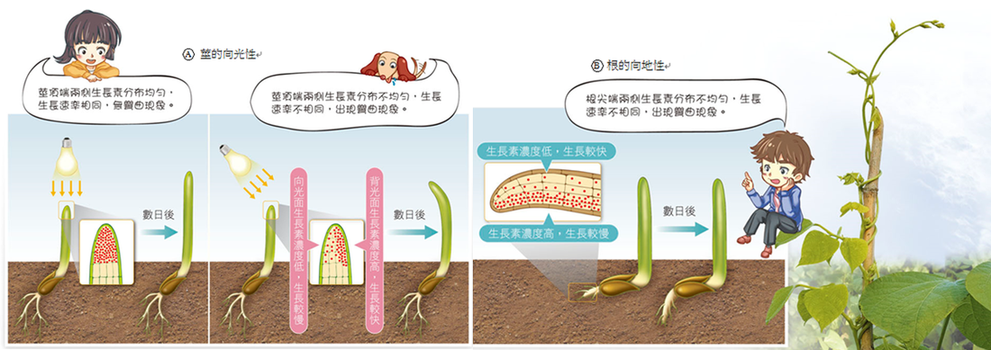 开云篮球_CF手游楼兰杖刀怎么得 楼兰杖刀武器介绍(图1) 开云竞猜